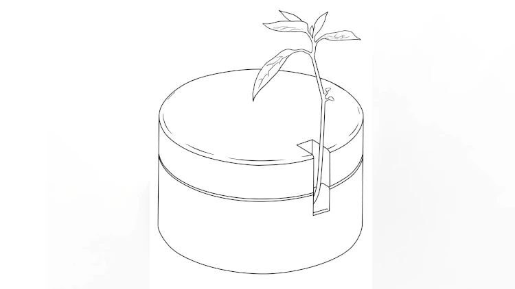 Avocado Vessel